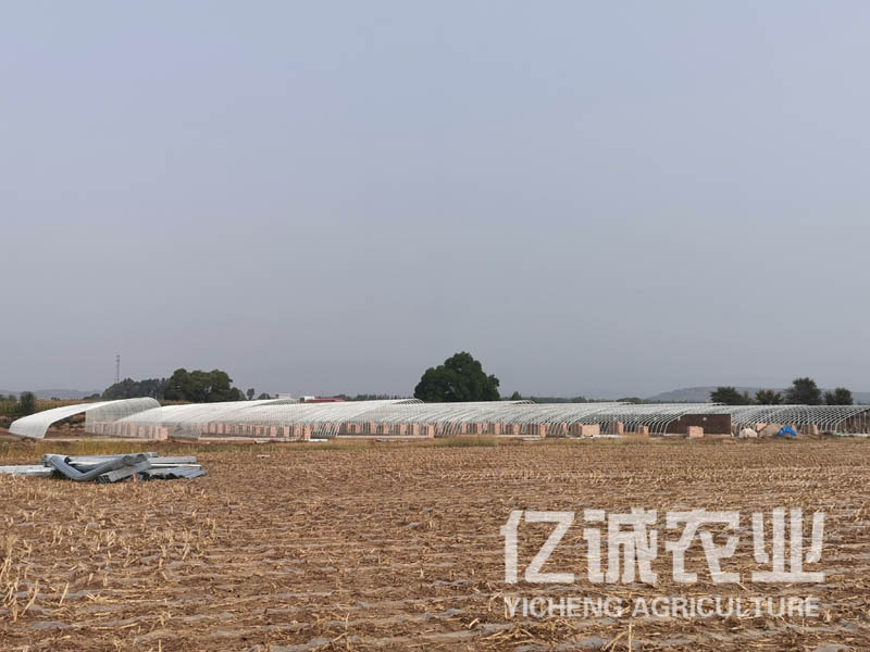 智能日光溫室大棚室內(nèi)可利用空間大，造價低，使用方便，通風(fēng)效果好