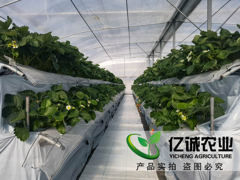 萬物的生長需要陽光和溫度的支持 一畝溫室大棚的成本是多少？